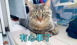 娱乐吃瓜小猫咪视频大全
