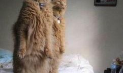 娱乐圈吃瓜猫是谁啊,揭秘神秘“吃瓜猫”的真实身份