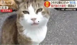 娱乐吃瓜酱70只猫猫,娱乐吃瓜酱带你领略猫咪世界