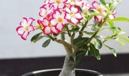 娱乐吃瓜酱沙漠玫瑰,娱乐吃瓜酱的璀璨绽放