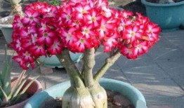 娱乐吃瓜酱沙漠玫瑰,娱乐吃瓜酱的璀璨绽放