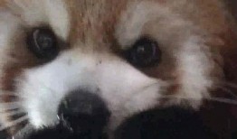 娱乐吃瓜酱小动物视频