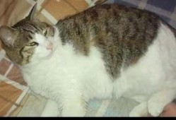 娱乐吃瓜猫咪,揭秘猫咪吃瓜背后的趣味世界