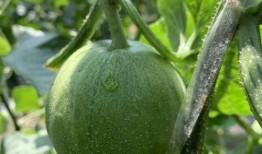 二连三的娱乐吃瓜,揭秘明星幕后故事