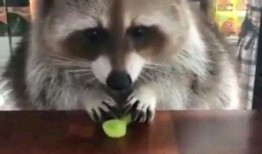 娱乐吃瓜酱小动物视频,小动物娱乐视频大盘点