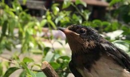 娱乐吃瓜009老燕子,揭秘老燕子背后的故事与传奇