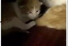 娱乐吃瓜酱小动物视频,小动物娱乐视频大盘点