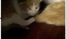 娱乐吃瓜酱小动物视频,小动物娱乐视频大盘点