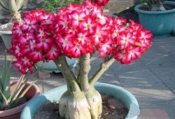 娱乐吃瓜酱沙漠玫瑰,娱乐吃瓜酱的璀璨绽放